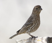 House Finch 3457